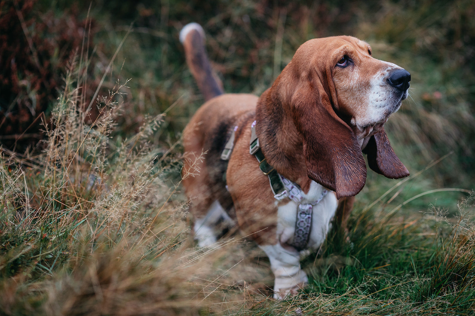 Blooming Hound’s First Brand Photoshoot