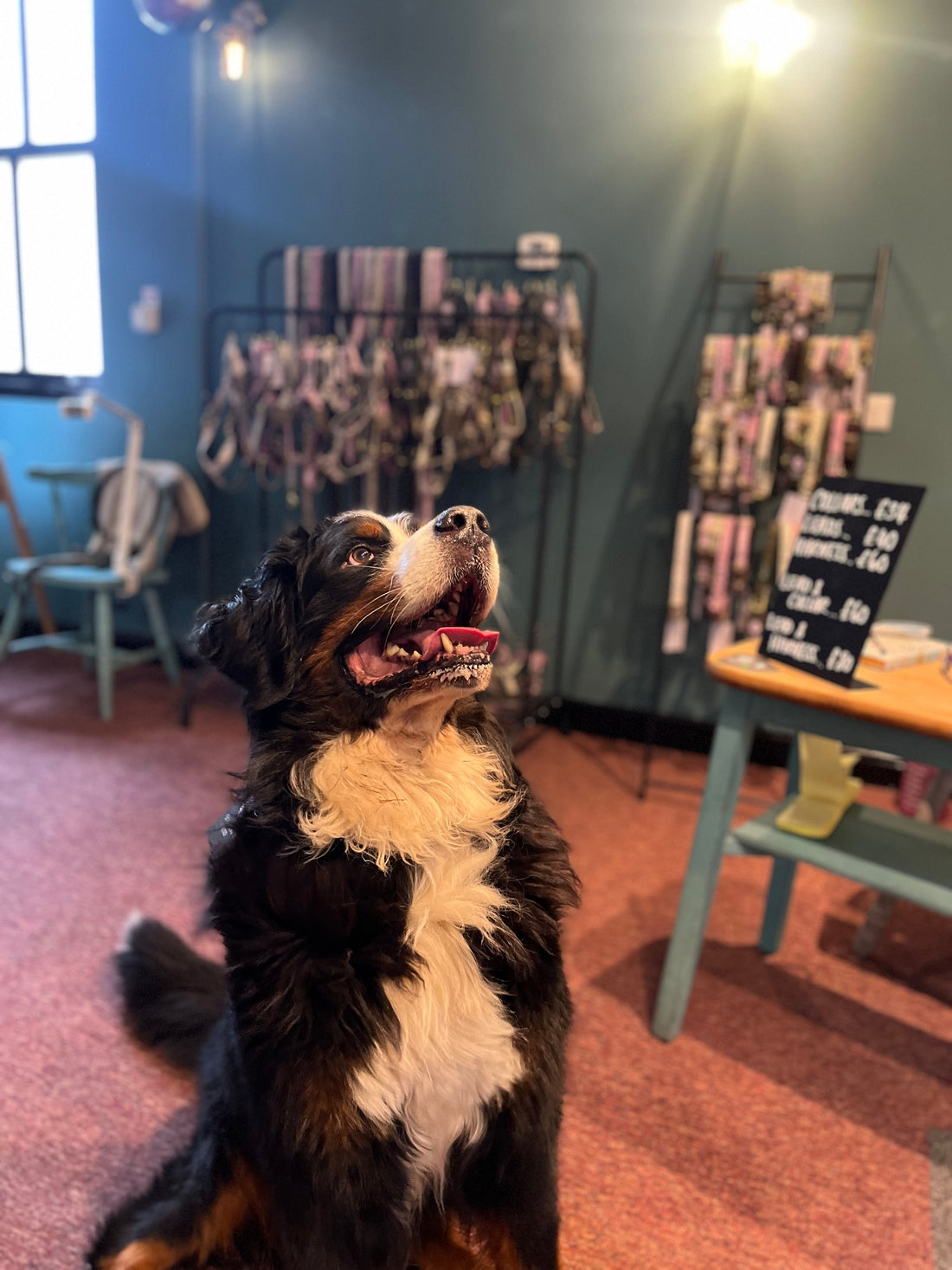 Our First Blooming Hound Sunday Social in Yorkshire