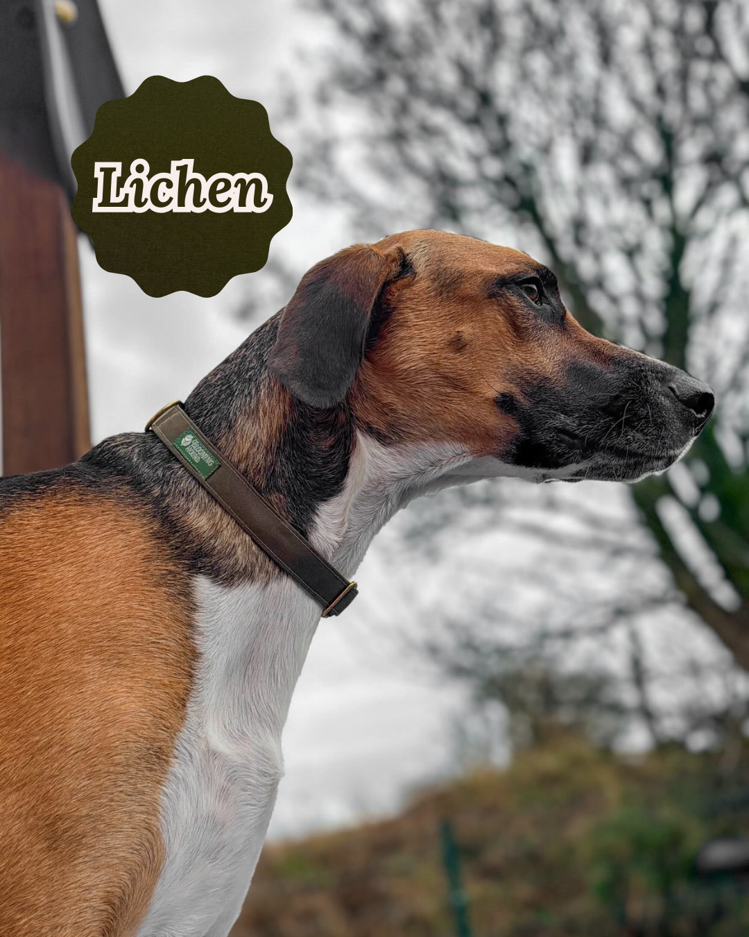 Waxed Canvas Collar & Lead Set (Limited Edition)