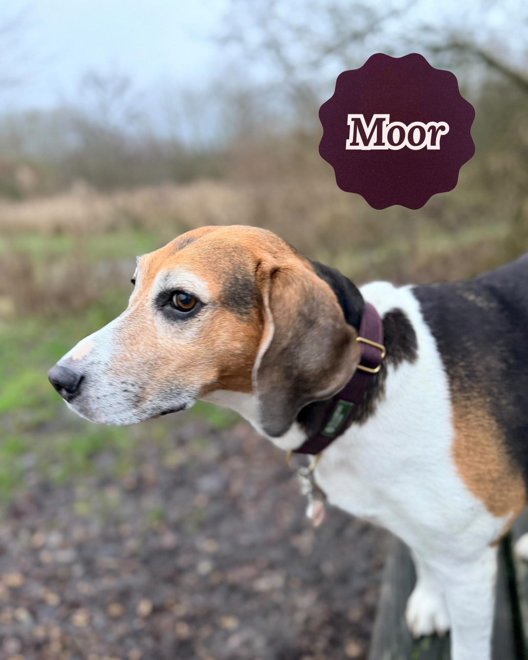 Waxed Canvas Collar & Lead Set (Limited Edition)