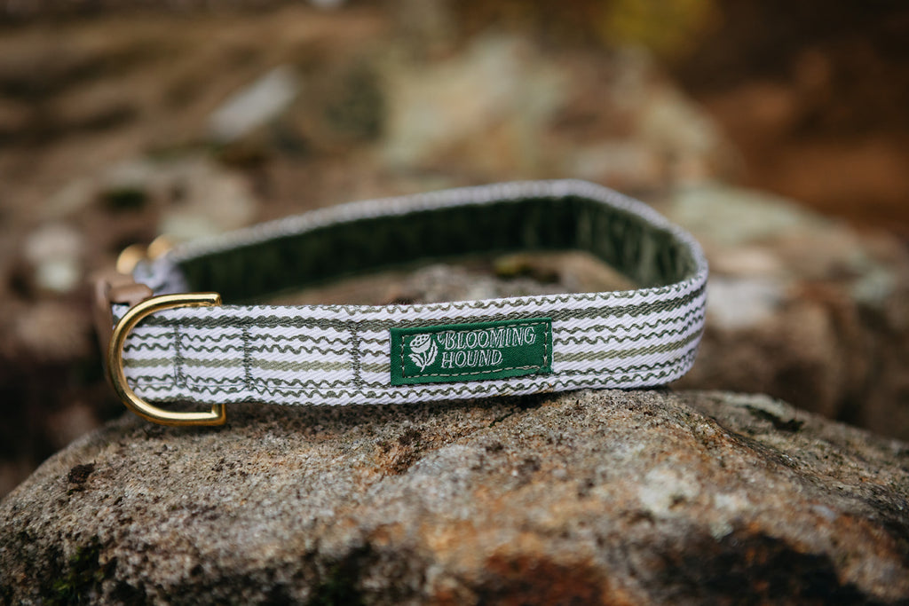 Dog collar on a rock with green striped Moss Trail pattern, Blooming Hound label, brass hardware, and acetal buckle.