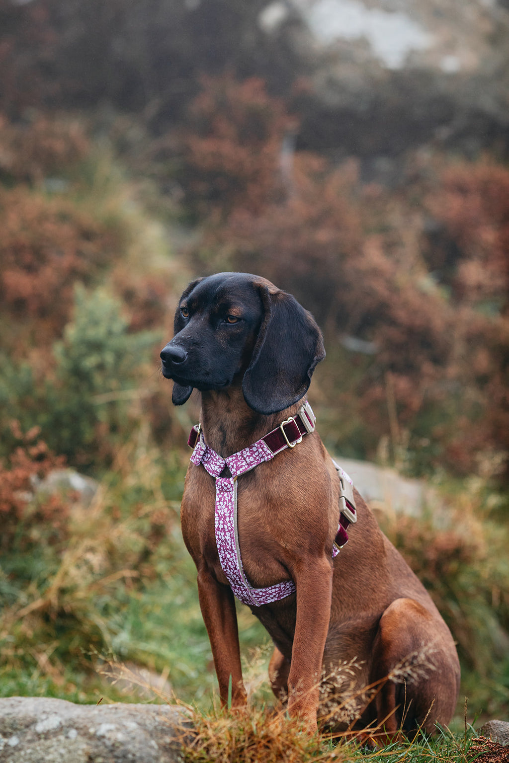 The Explorer Trio (Harness, Collar & Lead)