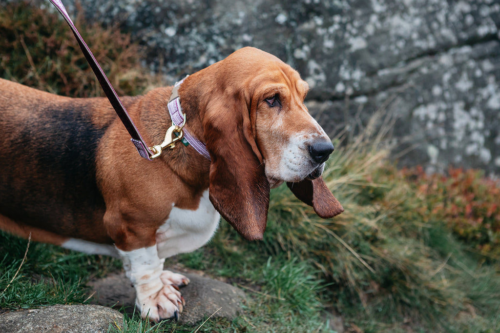 Basset Hound with a Heather Trail pattern lead and collar at Ilkley Moor, a natural setting with grass and rocks.