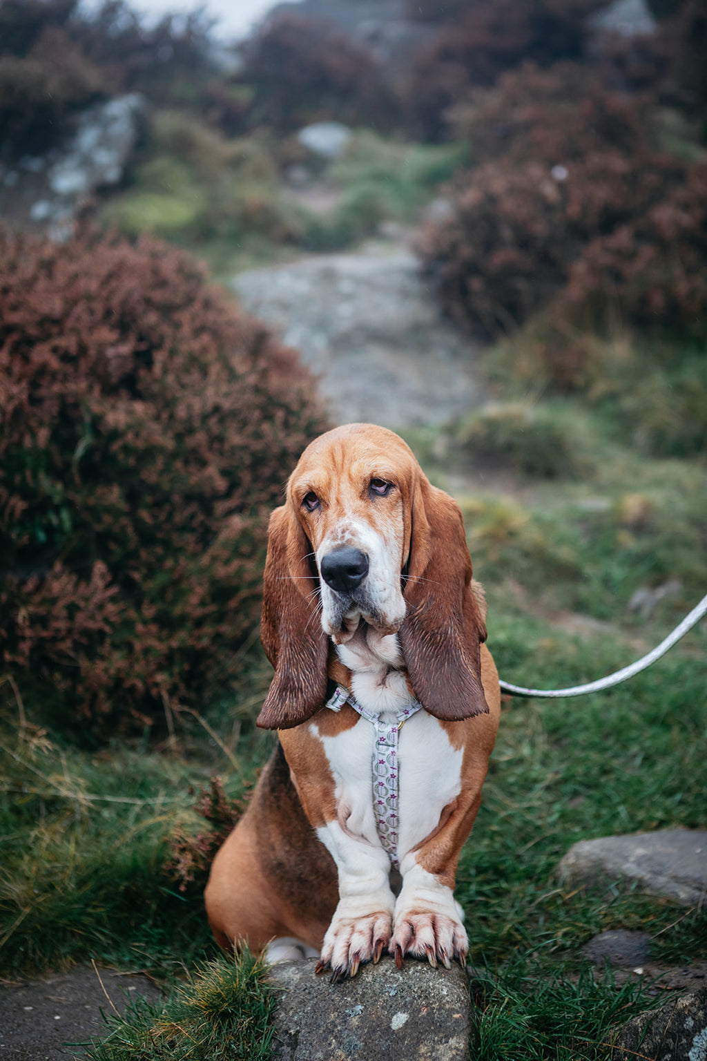 The Explorer Trio (Harness, Collar & Lead)