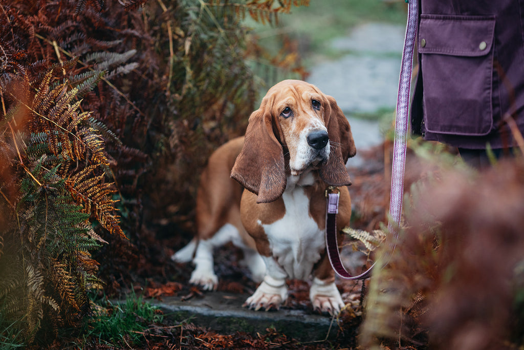 The Explorer Trio (Harness, Collar & Lead)