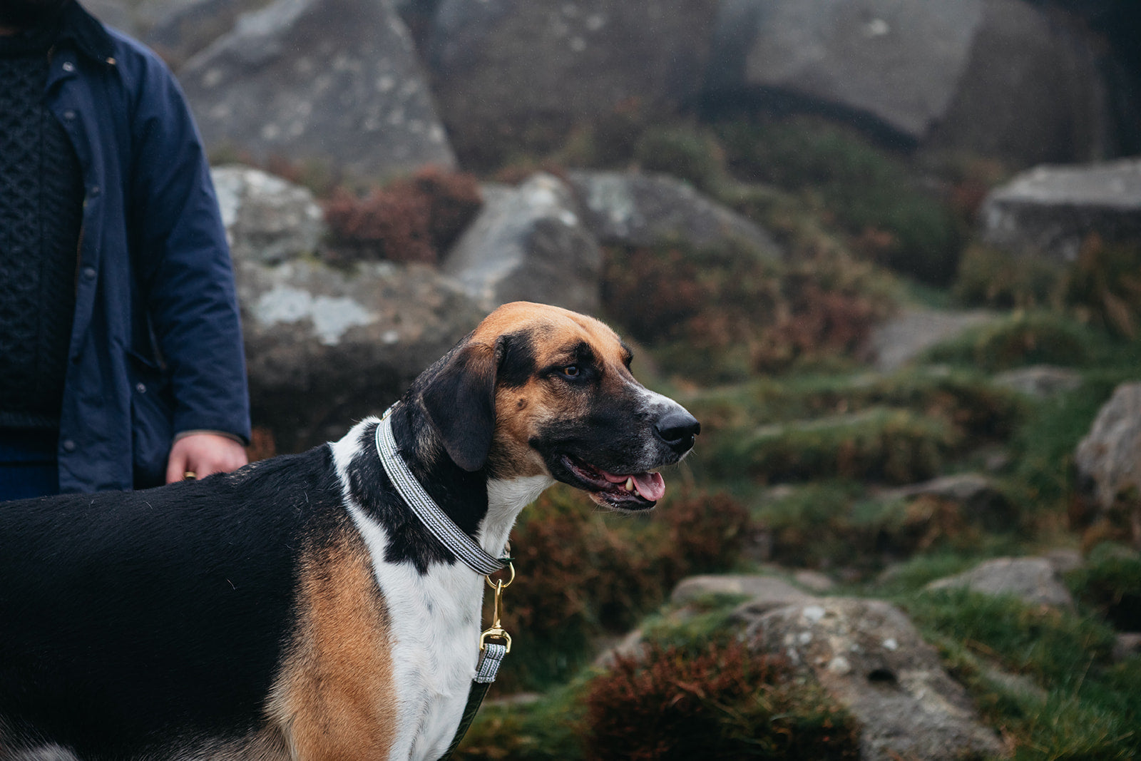 A partially visible person and American Foxhound with a Moss Trail pattern lead and collar at Ilkley Moor, a natural setting with grass and rocks.