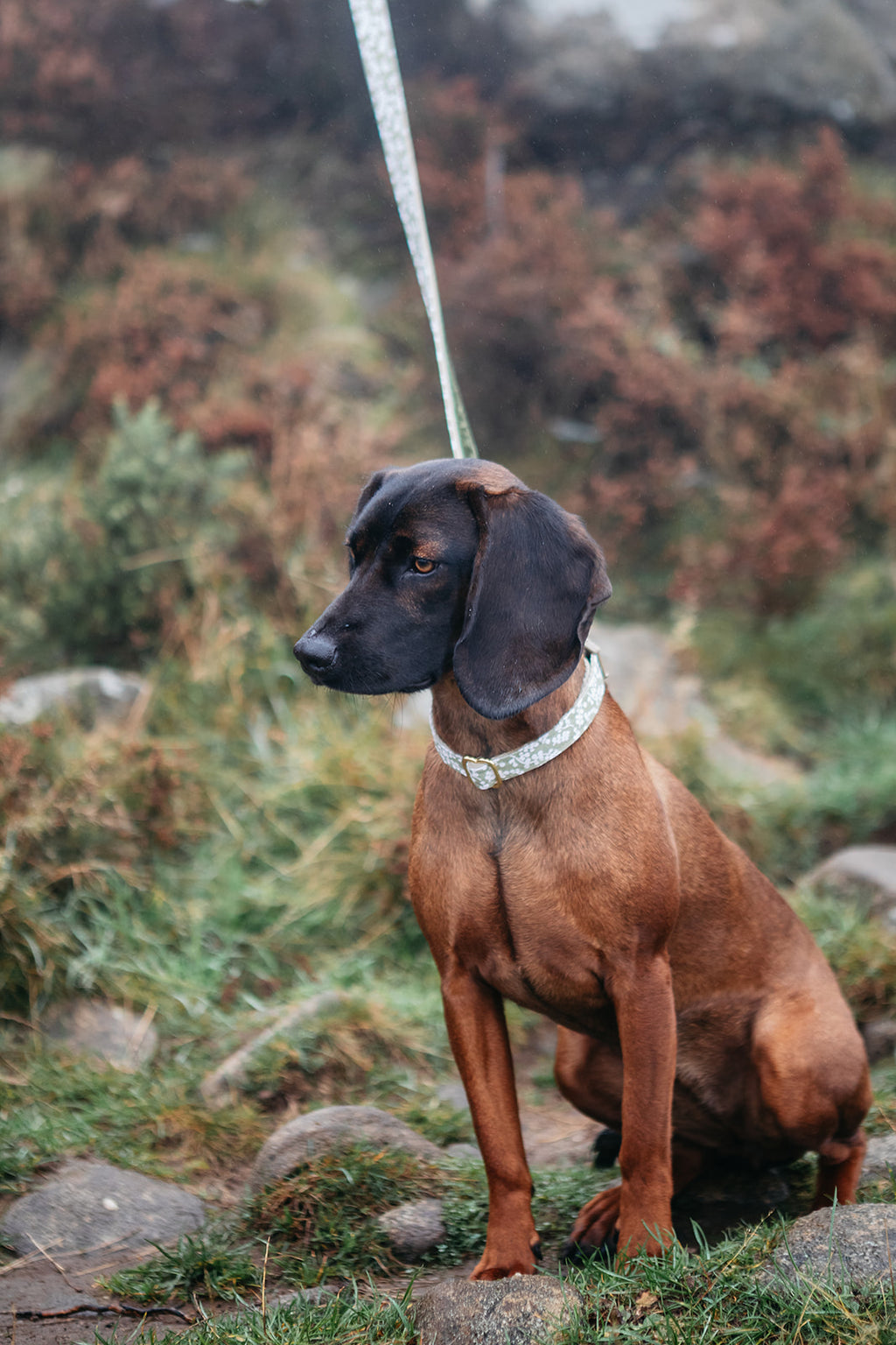 The Explorer Trio (Harness, Collar & Lead)