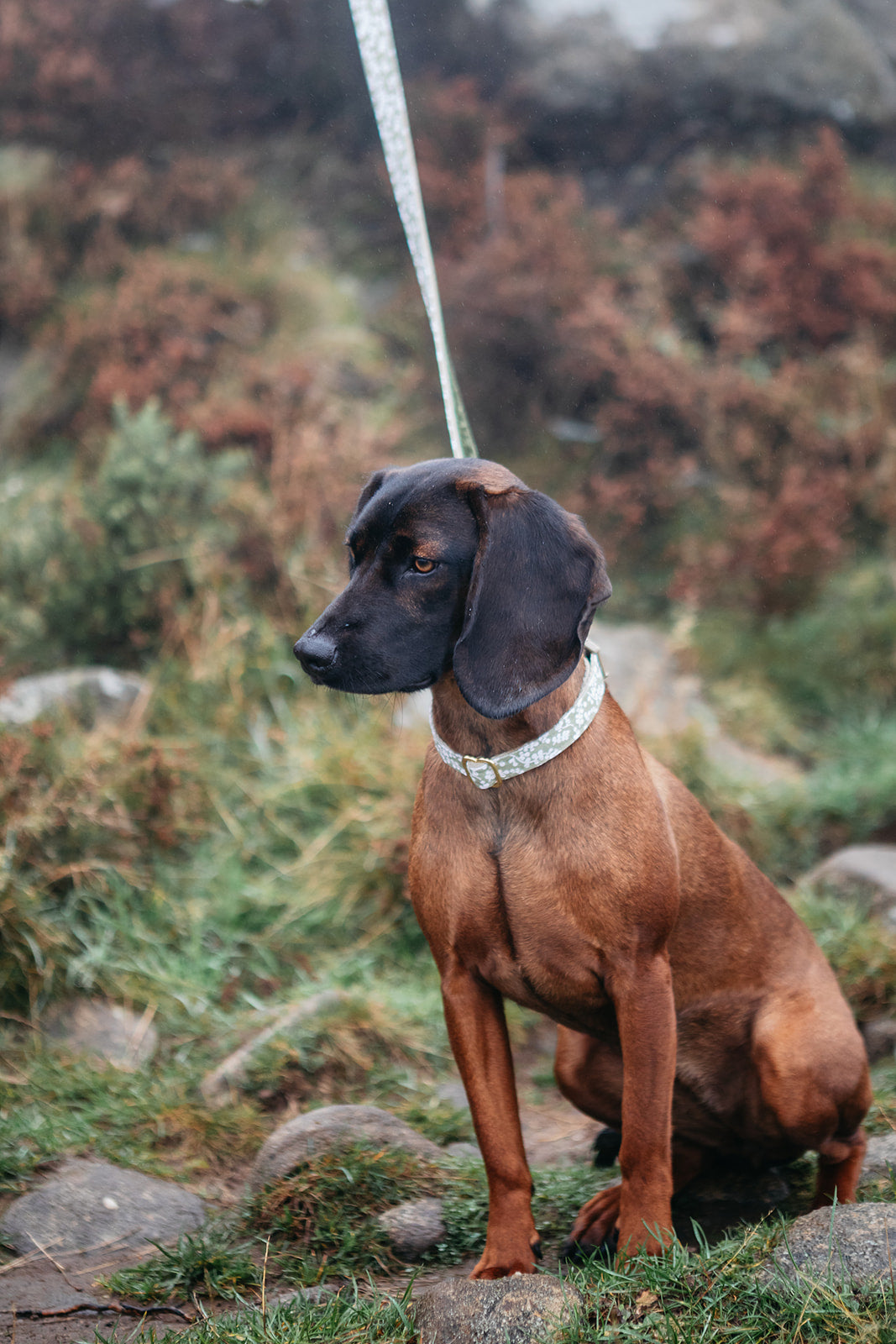 The Explorer Trio (Harness, Collar & Lead)