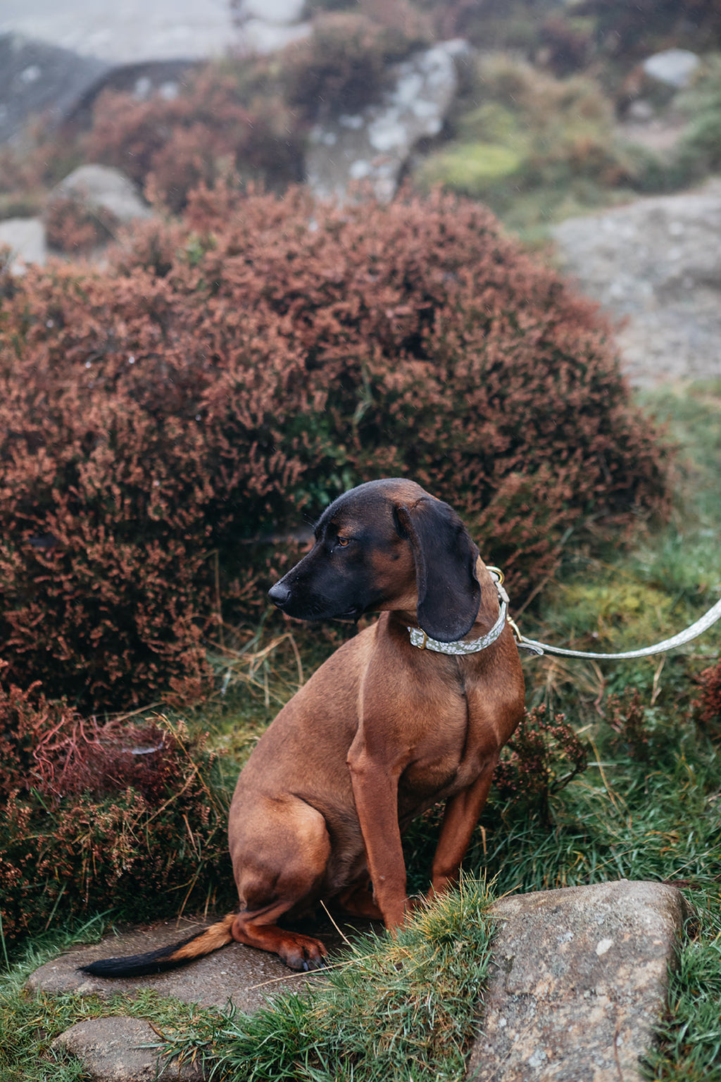 A Bavarian Mountain Hound with a green Leaf pattern lead and collar at Ilkley Moor, a natural setting with grass and rocks.